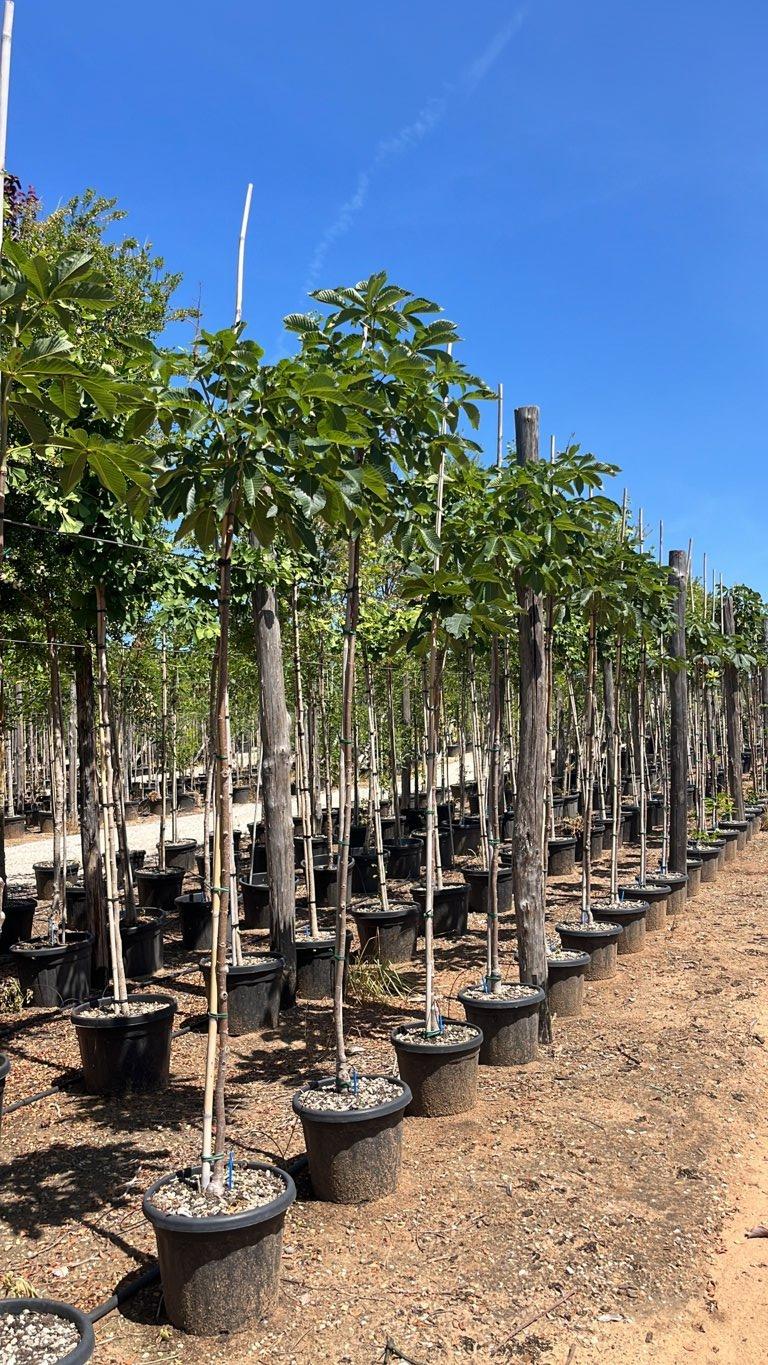 Aesculus Carnea Briotii (Ippocastano rosso) — Albero, circonferenza 6/8 cm, vaso 30 litri