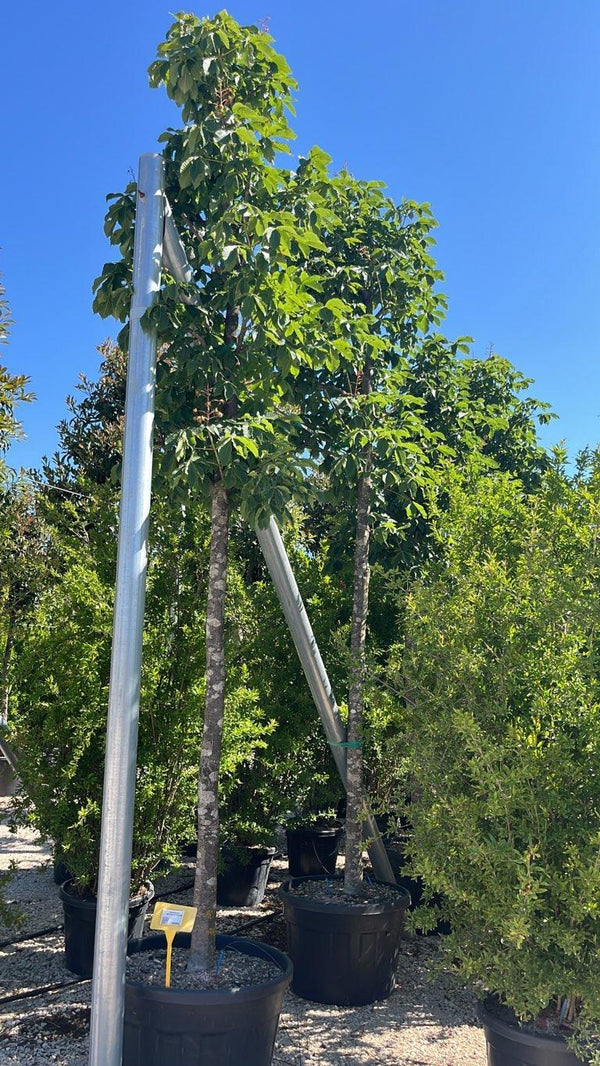 Aesculus Carnea Briotii (Ippocastano rosso) — Albero, circonferenza 25/30 cm, vaso 180 litri