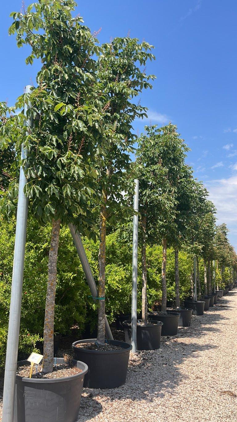 Aesculus Carnea Briotii (Ippocastano rosso) — Albero, circonferenza 30/40 cm, vaso 285 litri