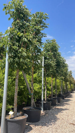 Aesculus Carnea Briotii (Ippocastano rosso) — Albero, circonferenza 30/40 cm, vaso 285 litri