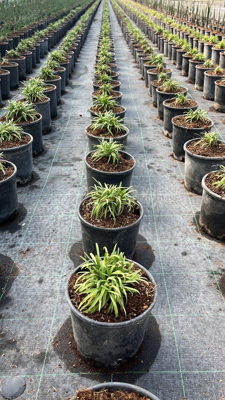 Agapanthus Blush Pink (Agapanto) — vaso 3 litri