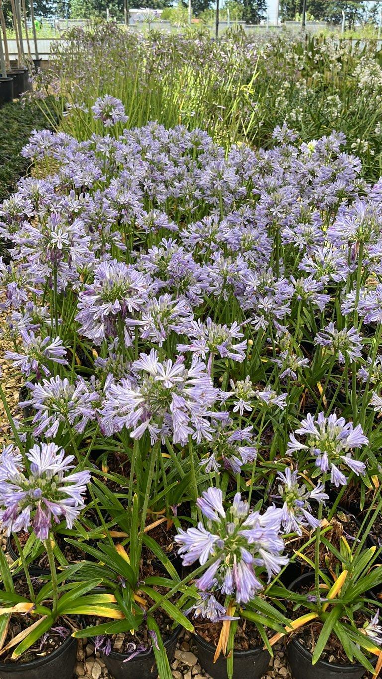 Agapanthus Charlotte (Agapanto) — vaso 3 litri