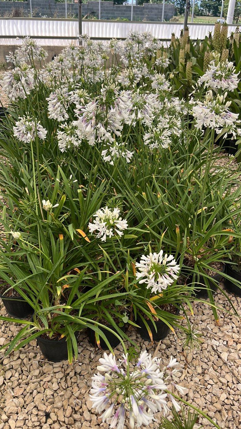 Agapanthus Fireworks (Agapanto) — vaso 3 litri