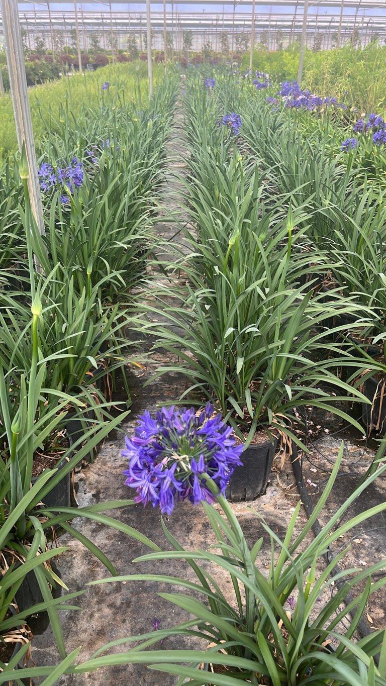 Agapanthus Northern Star (Agapanto) — vaso 9 litri