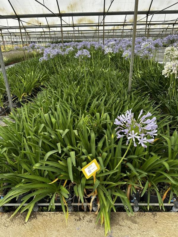 Agapanthus Umbellatus (Agapanto) — vaso 12 litri