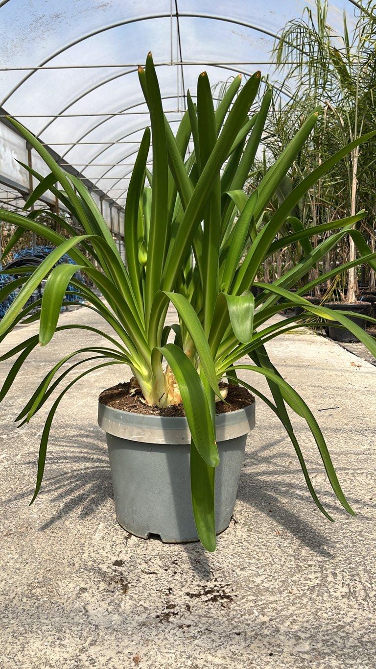 Agapanthus Umbellatus (Agapanto) — New Life 20