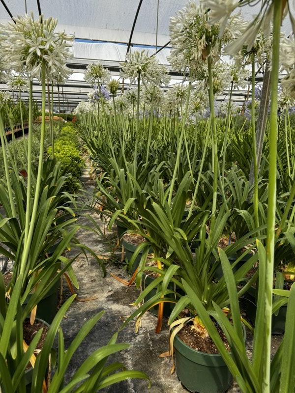 Agapanthus Umbellatus Albus (Agapanto bianco) — New Life 20