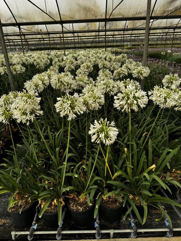 Agapanthus Umbellatus Albus (Agapanto bianco) — vaso 12 litri
