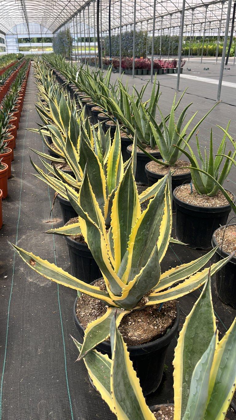AGAVE AMERICANA MARGINATA Agave americana variegata