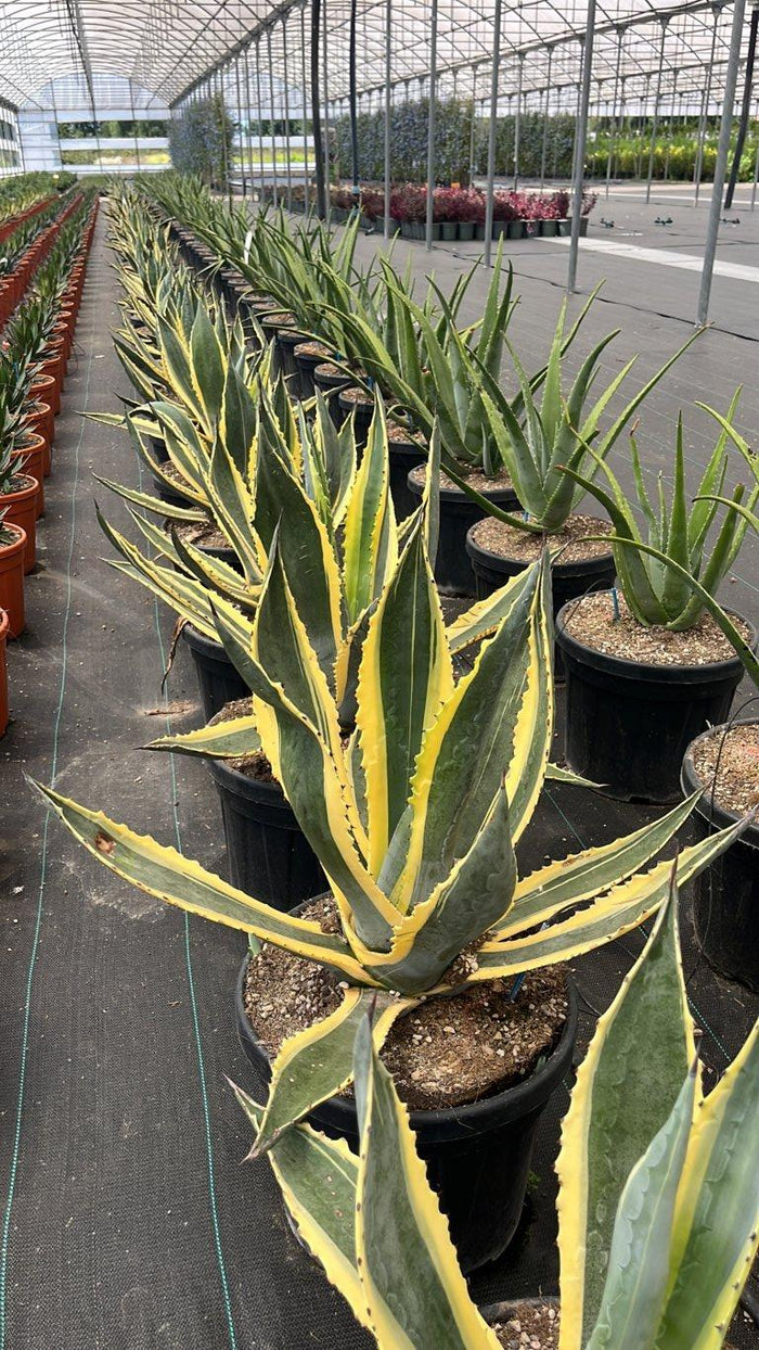 AGAVE AMERICANA MARGINATA Agave americana variegata