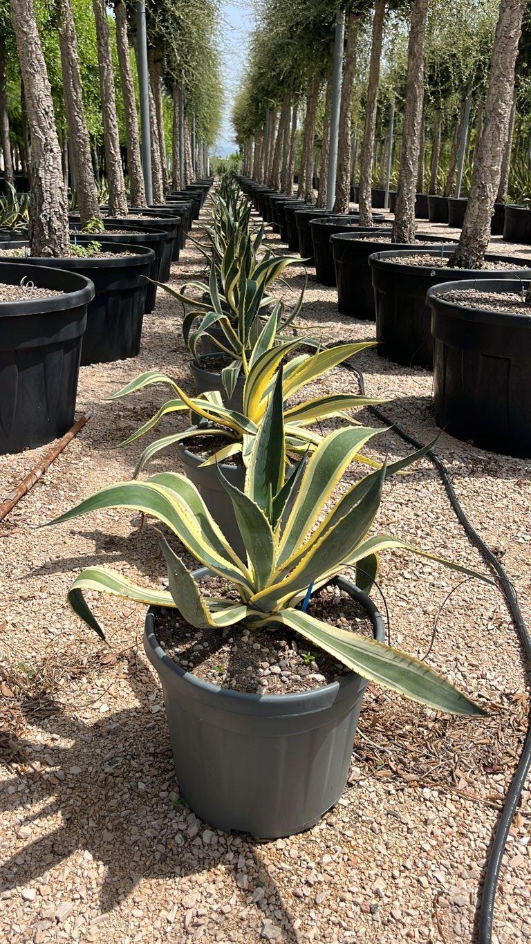 AGAVE AMERICANA VARIEGATA