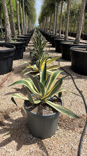 AGAVE AMERICANA VARIEGATA