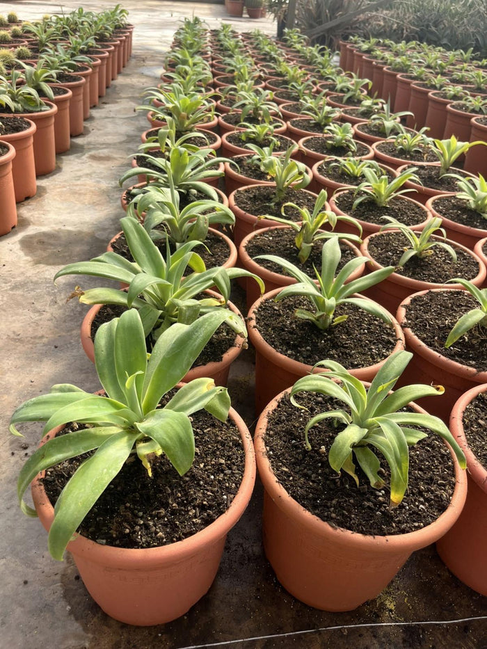 AGAVE ATTENUATA