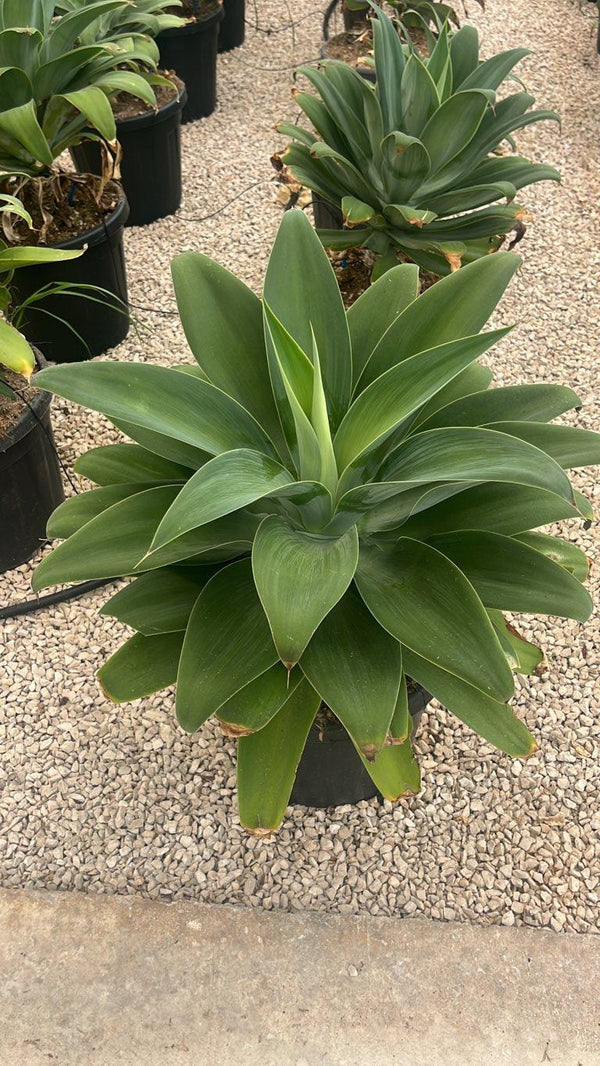 Agave Attenuata (Coda di volpe) — vaso 30 litri