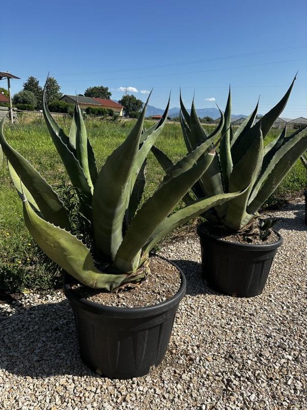 Agave Ferox — vaso 150 litri