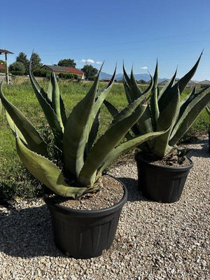 Agave Ferox — vaso 150 litri