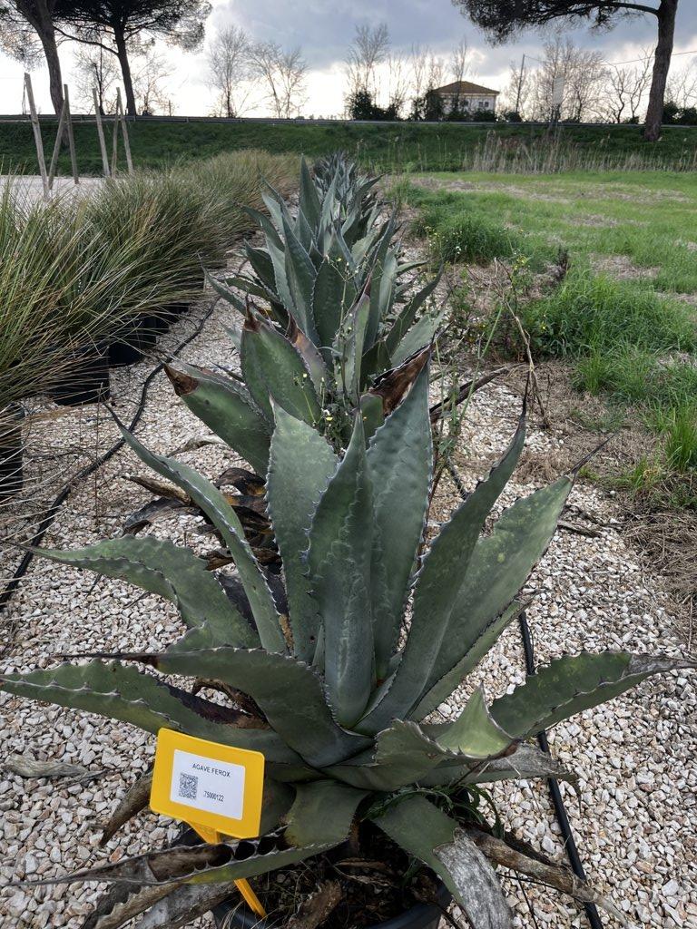 Agave Ferox — vaso 45 litri