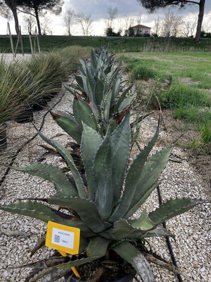 Agave Ferox — vaso 45 litri