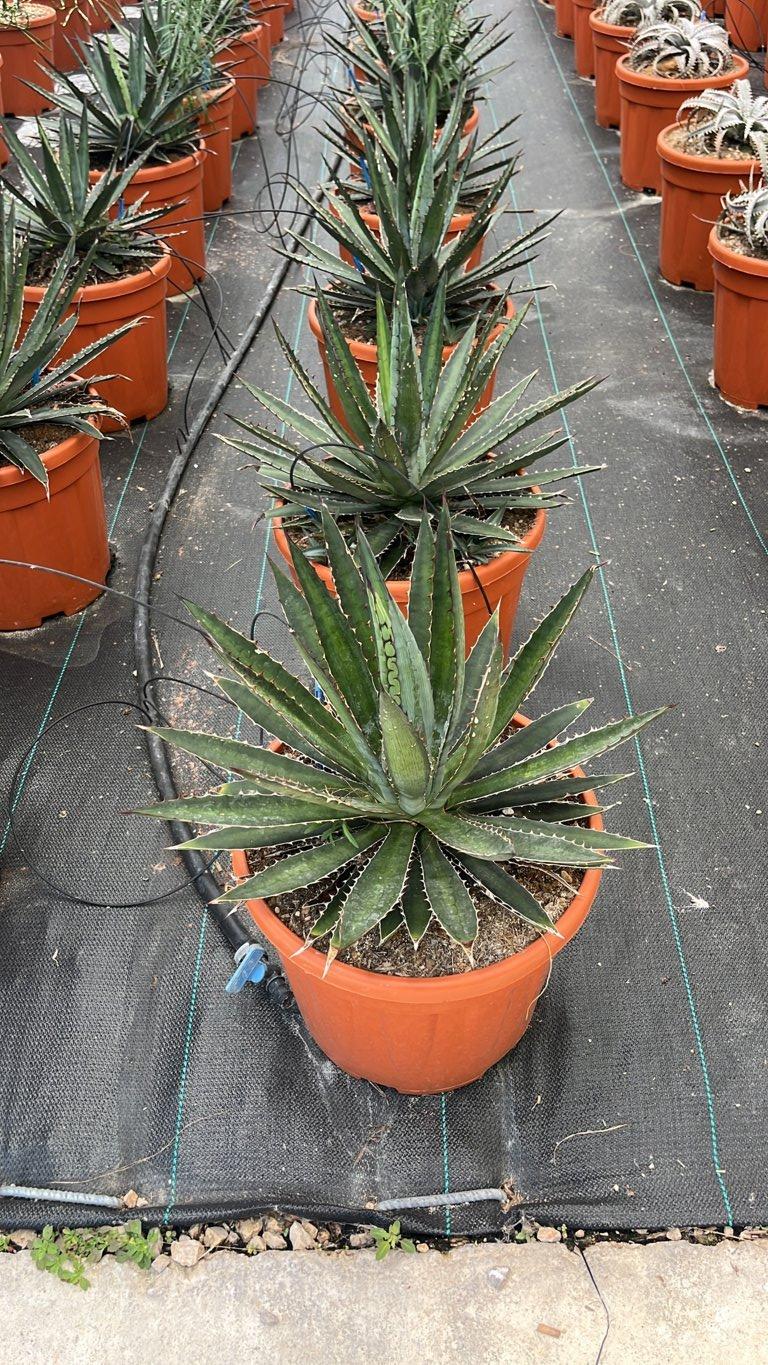 AGAVE FUNKIANA BLUE HAZE Agave funkiana