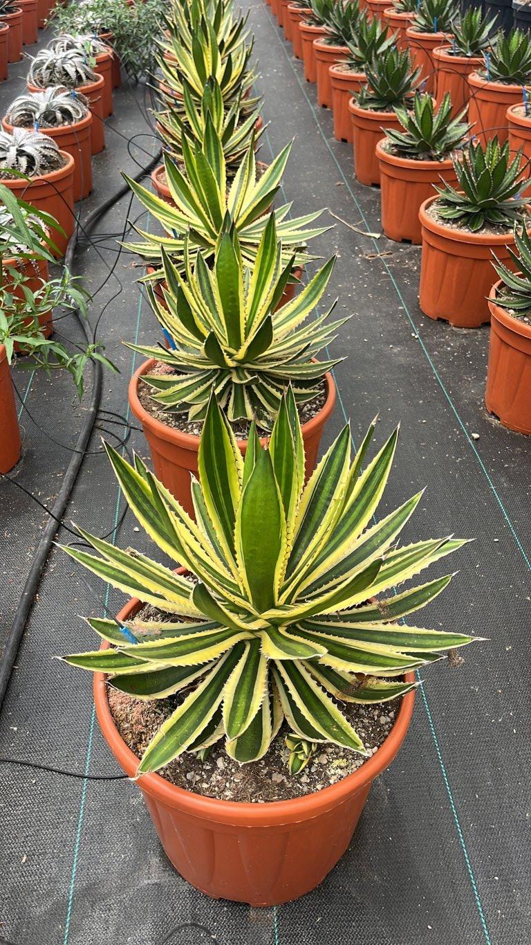 AGAVE LOPHANTHA QUADRICOLOR Agave lophantha
