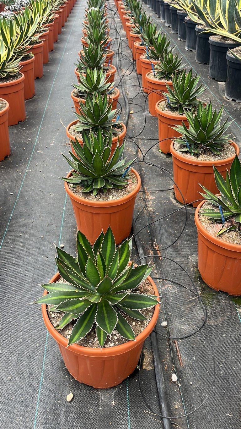 AGAVE LOPHANTHA SPLENDIDA Agave lophantha