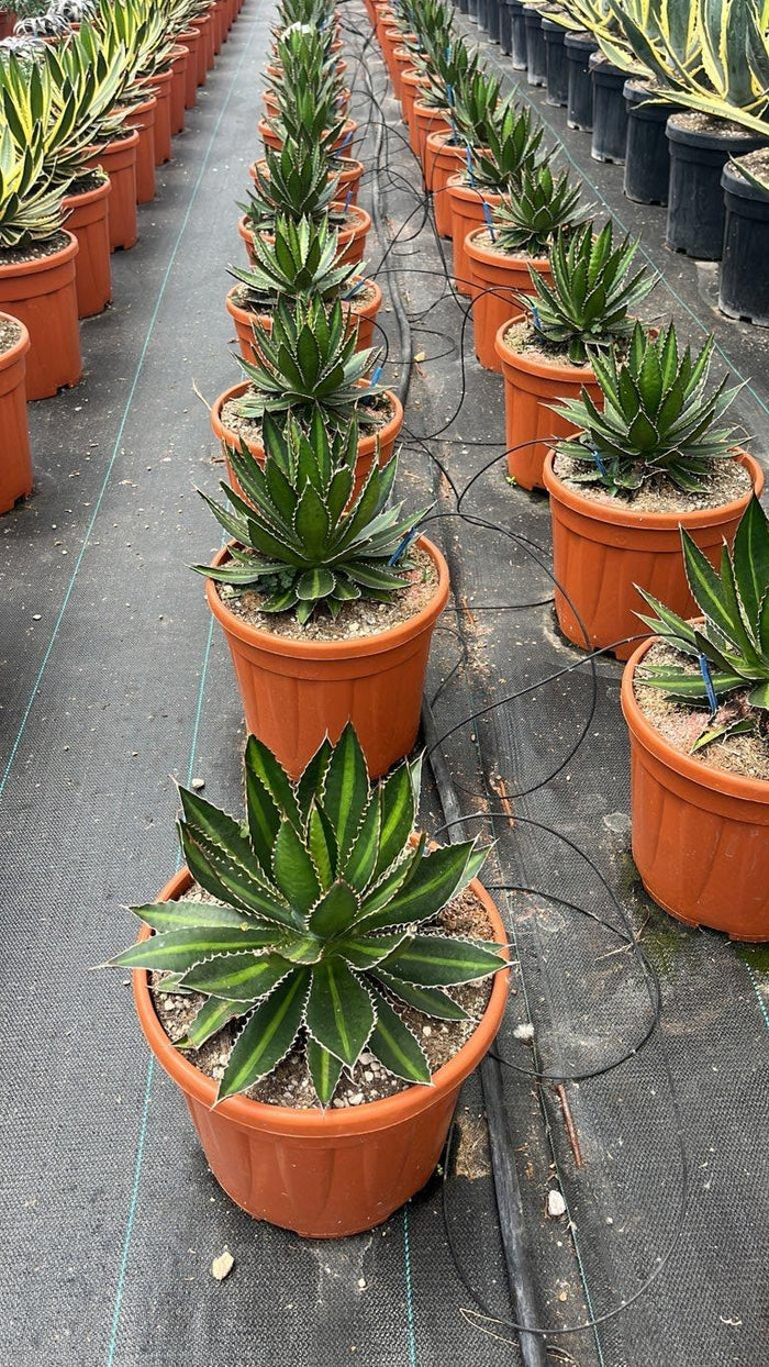 AGAVE LOPHANTHA SPLENDIDA Agave lophantha