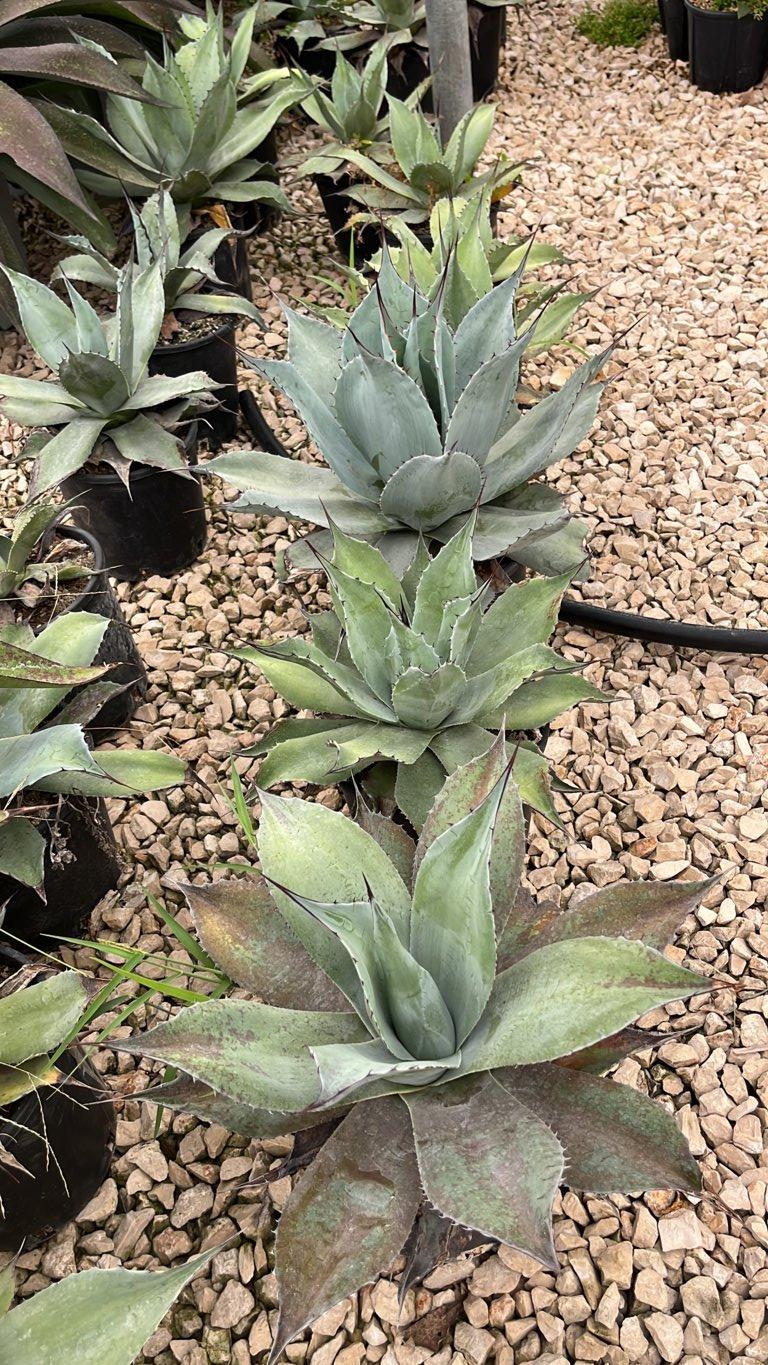 Agave Ovatifolia — vaso 3 litri
