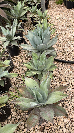 Agave Ovatifolia — vaso 3 litri