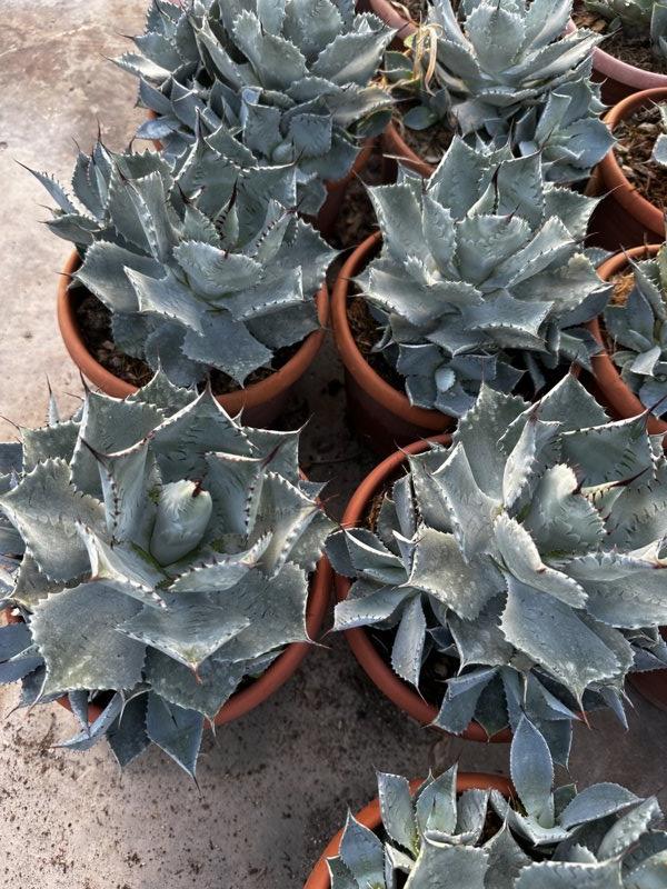 Agave Pygmeaea — vaso 3 litri