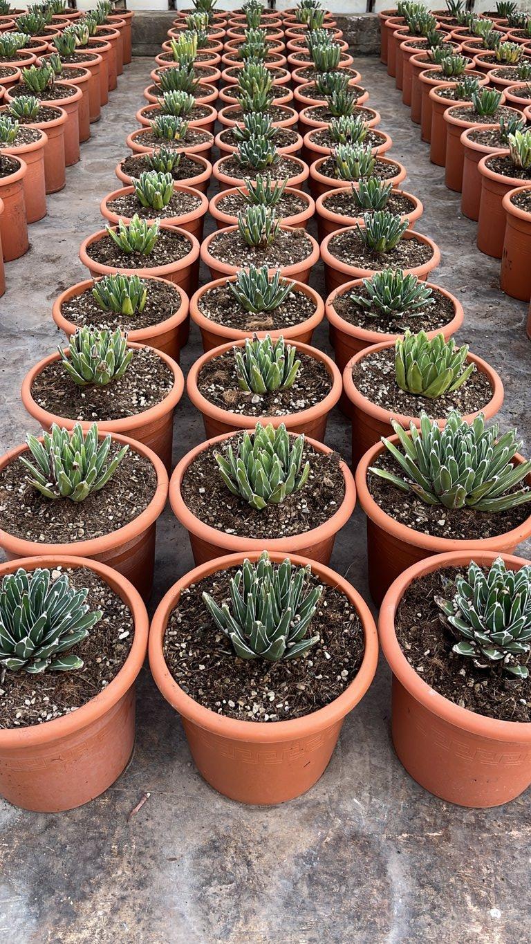 Agave Victoriae-Reginae (Agave regina Vittoria) — vaso 12 litri
