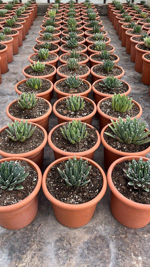 Agave Victoriae-Reginae (Agave regina Vittoria) — vaso 12 litri