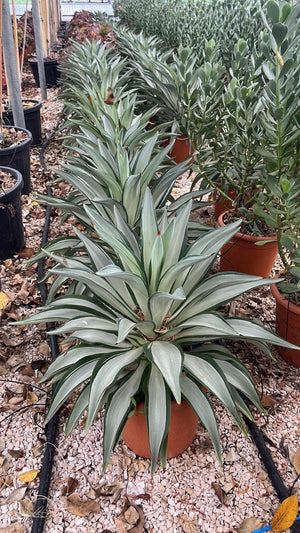 Agave Silver Star — vaso 12 litri