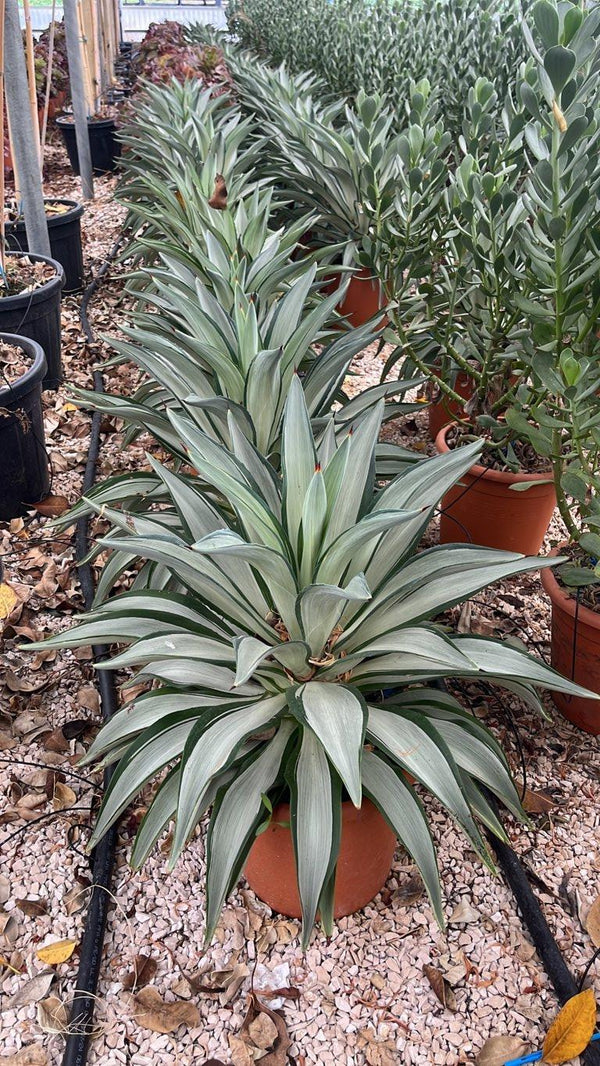 Agave Silver Star — vaso 12 litri