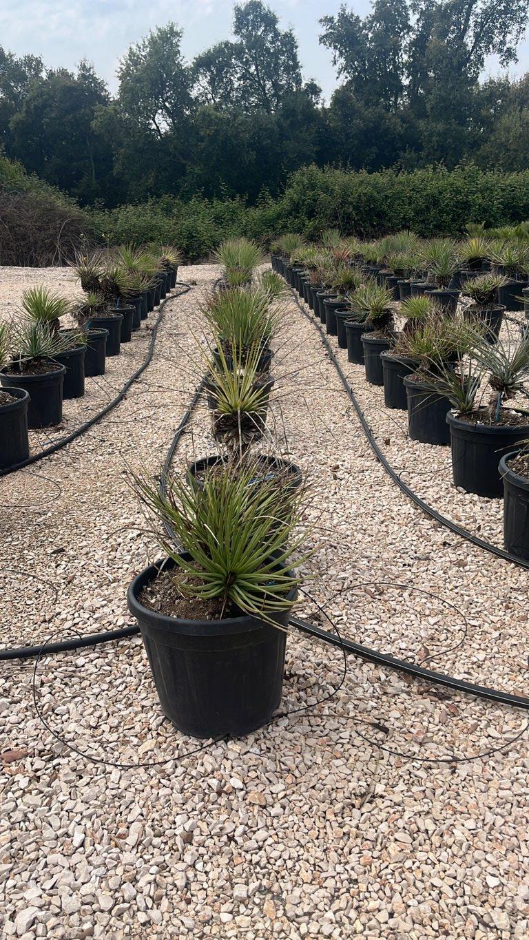 Agave Stricta Rubra — vaso 30 litri