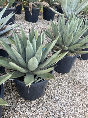 Agave x Nigra — vaso 30 litri