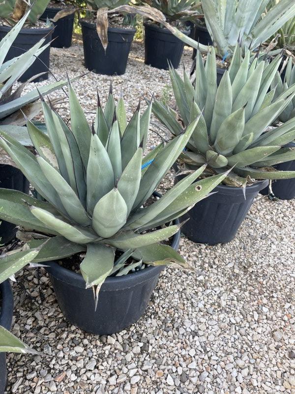 Agave x Nigra — vaso 30 litri