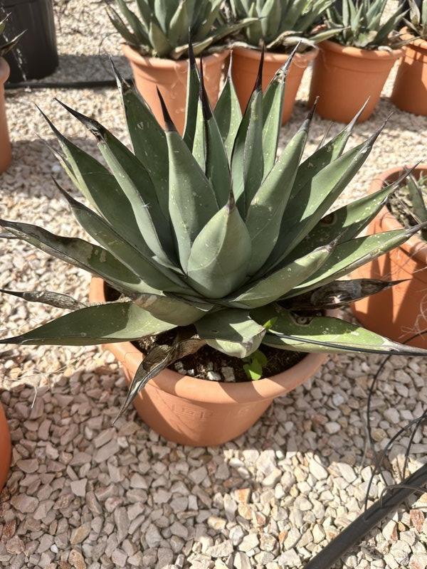 Agave x Nigra — vaso 12 litri