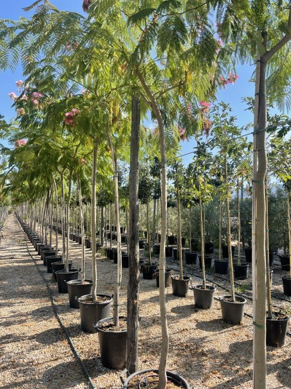 Albizia Julibrissin (Albero della seta) — Albero, circonferenza 14/16 cm, vaso 55 litri
