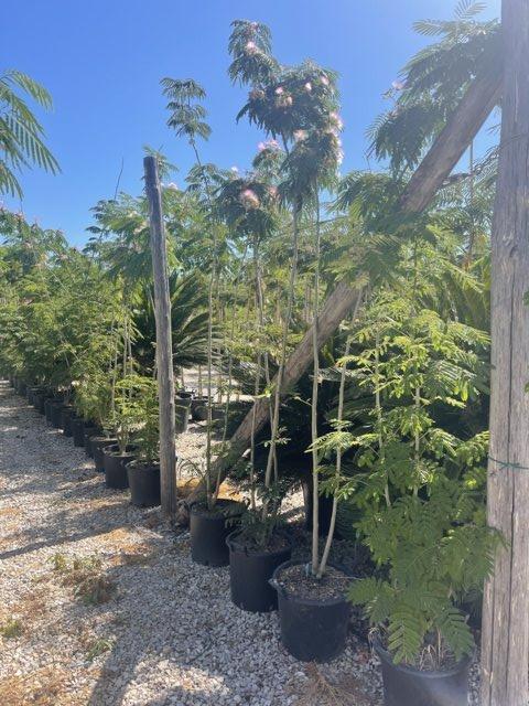 Albizia Julibrissin (Albero della seta) — Cespuglio, altezza 125/150 cm, vaso 30 litri