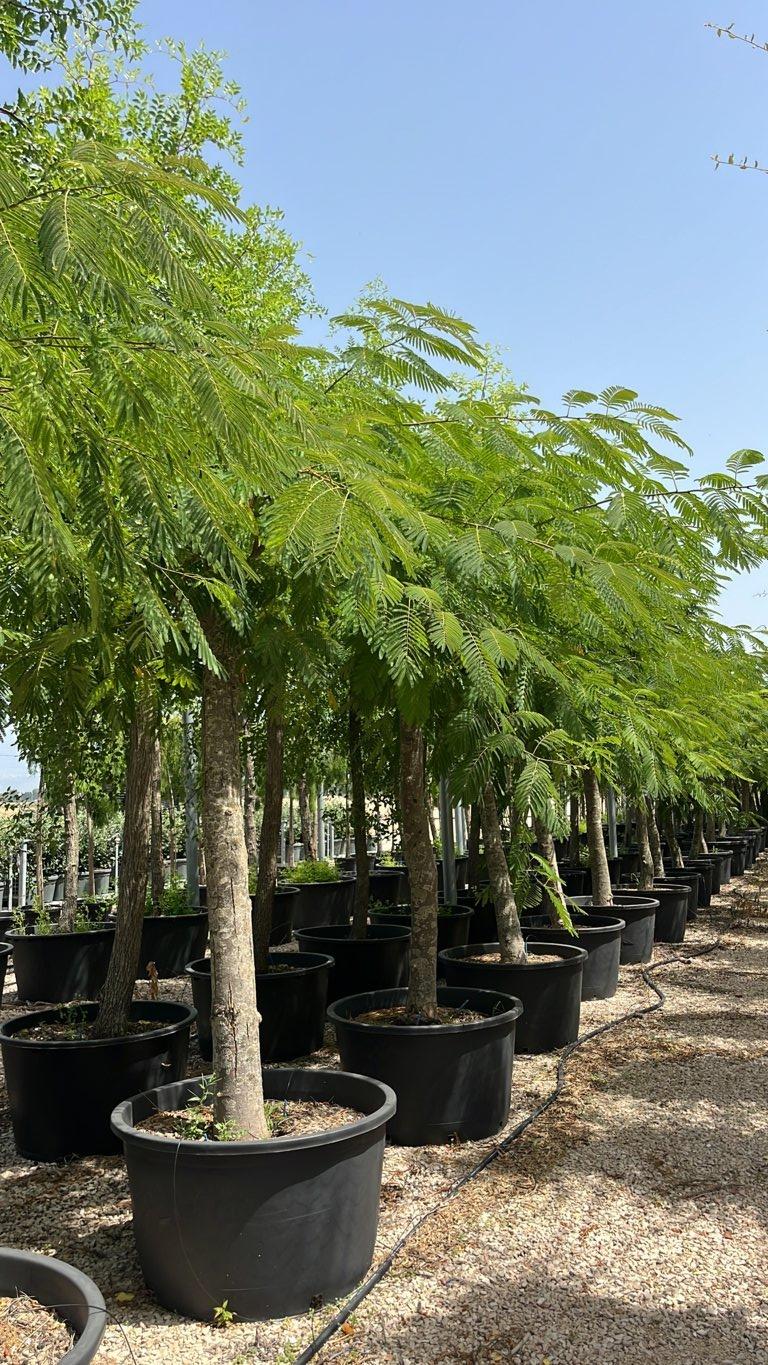 Albizia Julibrissin (Albero della seta) — Albero, circonferenza 30/40 cm, vaso 500 litri