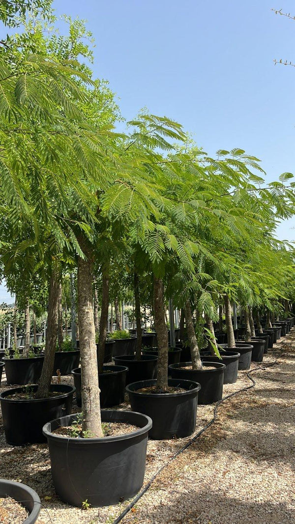 Albizia Julibrissin (Albero della seta) — Albero, circonferenza 30/40 cm, vaso 500 litri