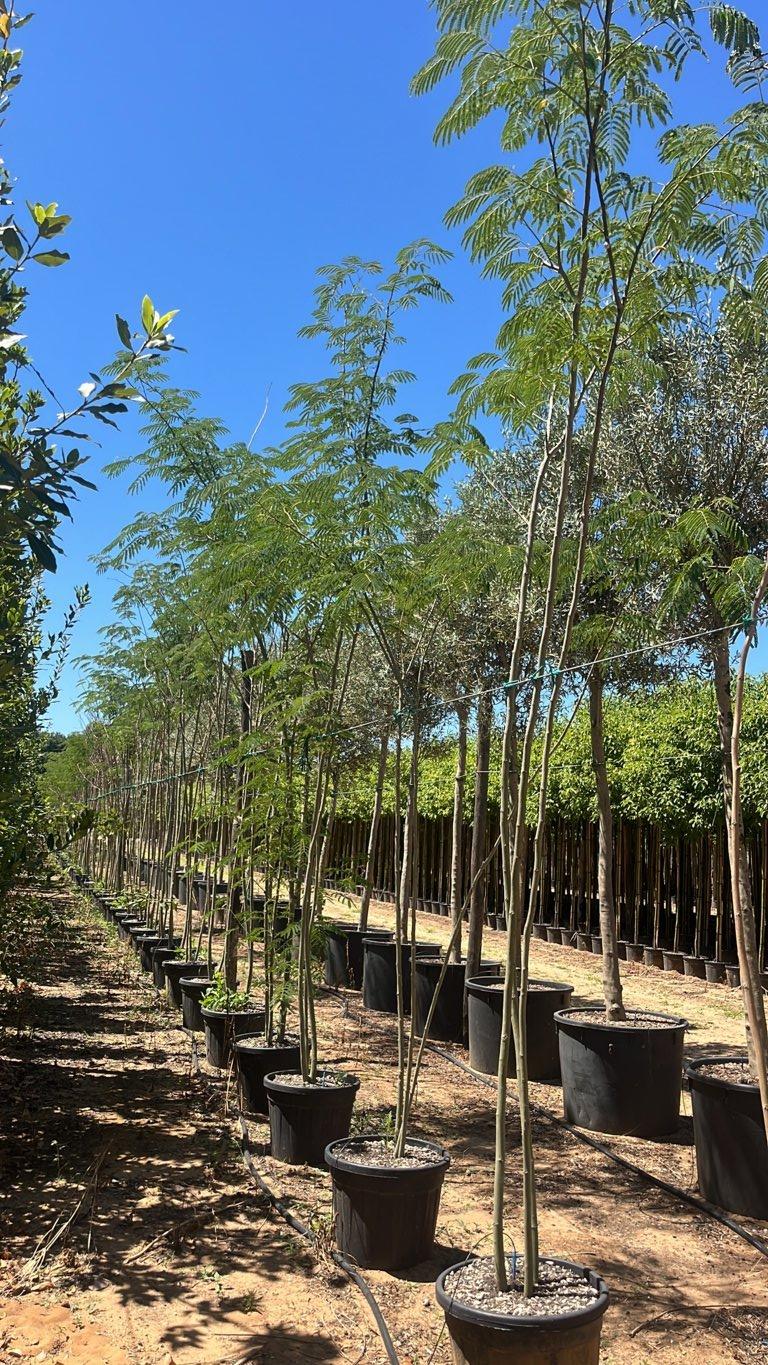 Albizia Julibrissin (Albero della seta) — Cespuglio, altezza 350/400 cm, vaso 55 litri