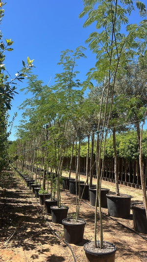 Albizia Julibrissin (Albero della seta) — Cespuglio, altezza 350/400 cm, vaso 55 litri