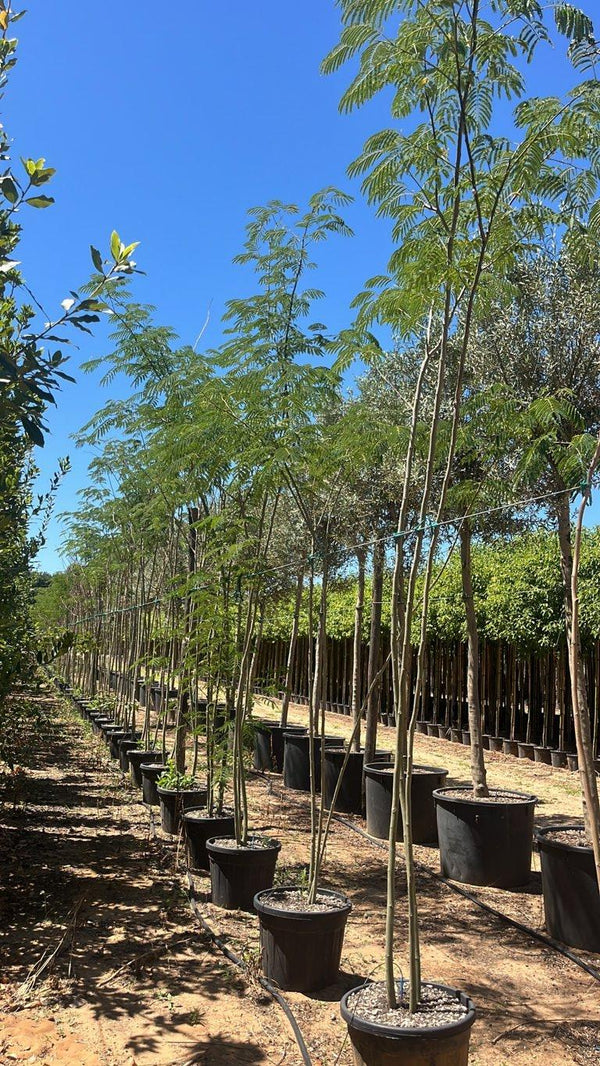 Albizia Julibrissin (Albero della seta) — Cespuglio, altezza 350/400 cm, vaso 55 litri