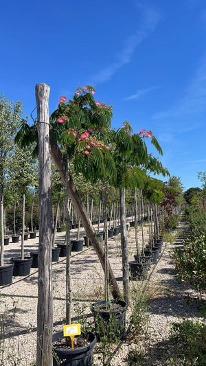 Albizia Julibrissin Ombrella — Albero, circonferenza 6/8 cm, vaso 55 litri