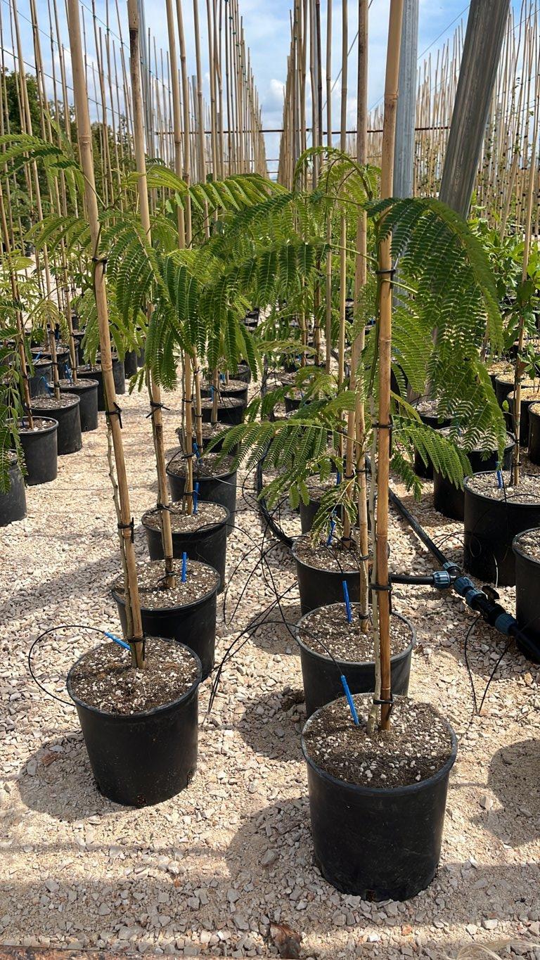 Albizia Julibrissin Ombrella — Albero astone, vaso 9 litri