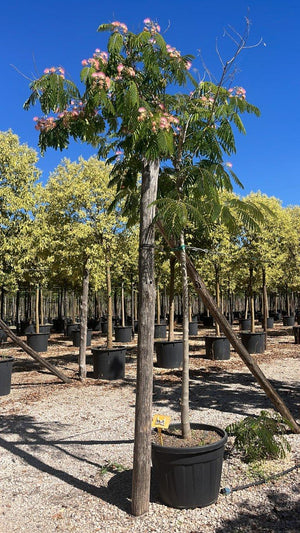 Albizia Julibrissin Ombrella — Albero, circonferenza 16/18 cm, vaso 130 litri