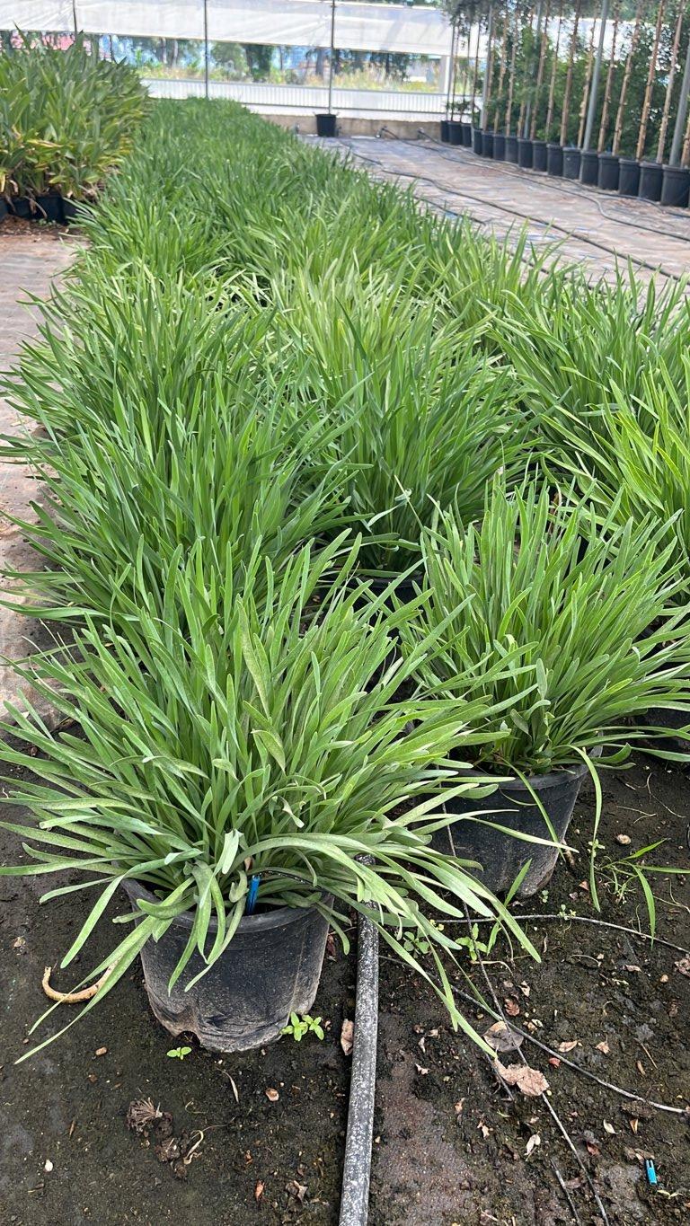Allium Lavender Bubbles (Aglio ornamentale) — Cespuglio, vaso 9 litri