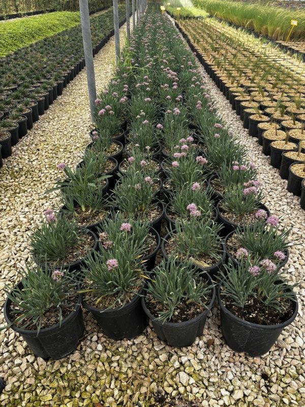 Allium Little Sapphire (Aglio ornamentale) — Cespuglio, vaso 9 litri