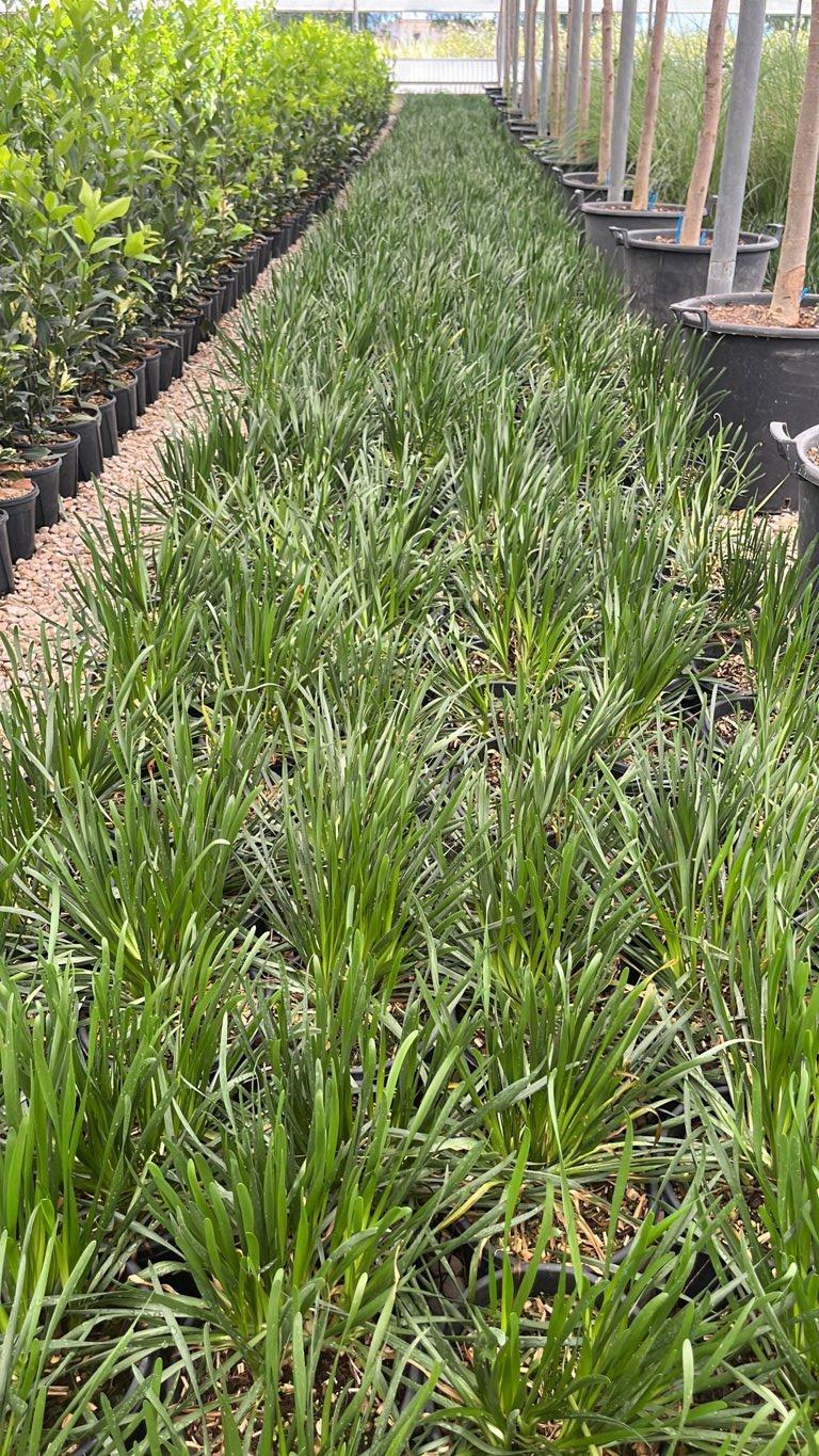 Allium Summer Beauty (Aglio ornamentale) — vaso 3 litri